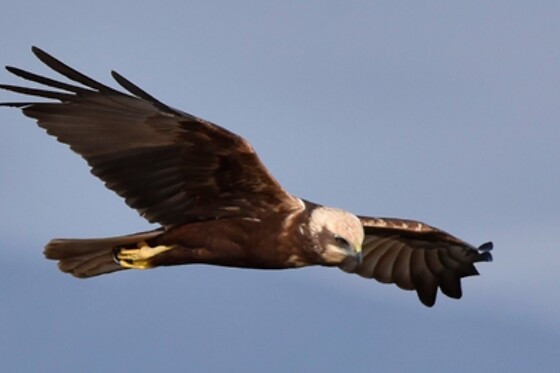 Plume de nature - photo 7