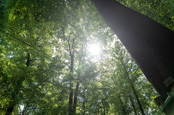 Spa Forest - photo 4
