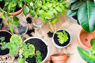 Atelier rempotage & entretien de plantes vertes à Paris 12ème