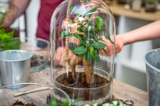 Atelier terrarium à Caluire-et-Cuire (69)