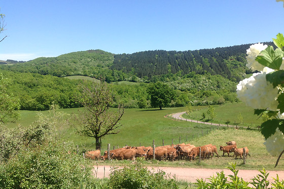 Serène - photo 7