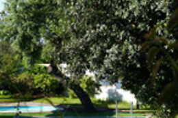 Alentejo Star Hotel****