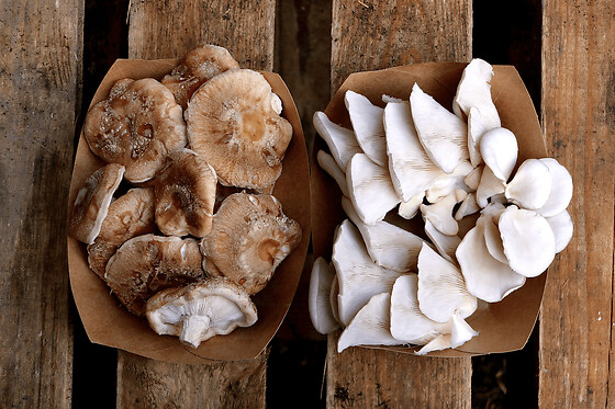 Initiation à la production de champignons à Grenoble (38)
