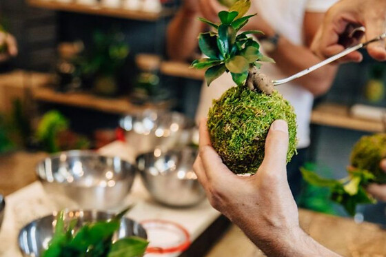 Atelier Kokedama à Bordeaux Gambetta (33)
