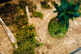 Atelier Kokedama à Bordeaux Gambetta (33)