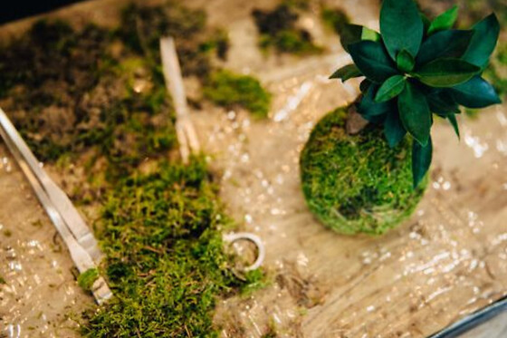 Atelier Kokedama à Bordeaux Gambetta (33)