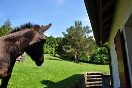 Ferme SAXERMATT