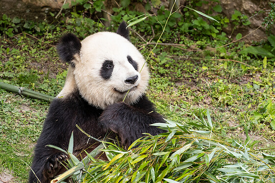 Zooparc de Beauval -  1 jour pour 1 enfant