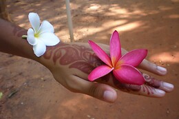 Ashoka-Zen