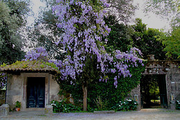 QUINTA DE SÃO VICENTE