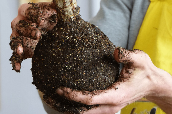 Atelier kokedama à Bordeaux (33)