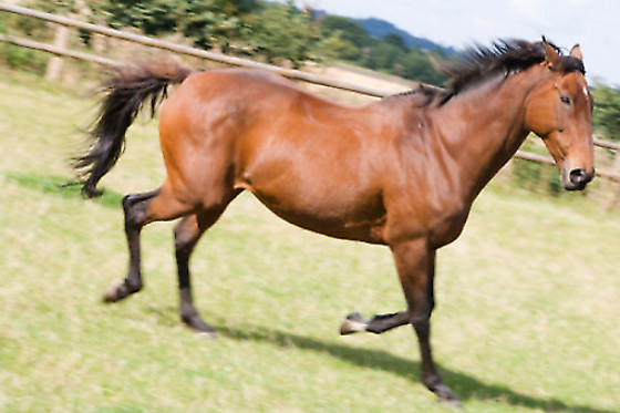 Centre Equestre les Onglous - photo 9