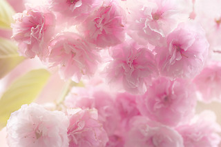 6 mois de fleurs