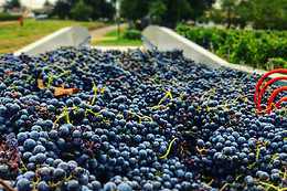 Vignobles Alain Chaumet
