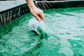 Atelier découverte & cuisine de la spiruline à Lille (59)