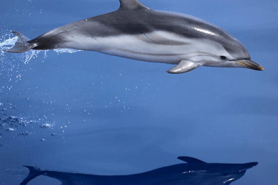 Observation de dauphins et baleines en bateau depuis Les Lecques