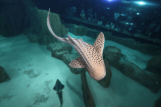 Billet nocturne pour l'Aquarium de Paris - Adulte