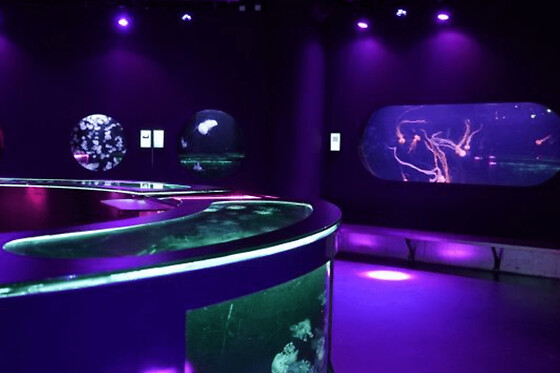 Billet nocturne pour l'Aquarium de Paris - Adulte