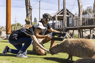 Soigneur d'un jour au parc Parrot World - Enfant
