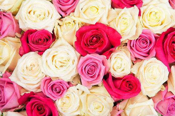 1 an de fleurs  