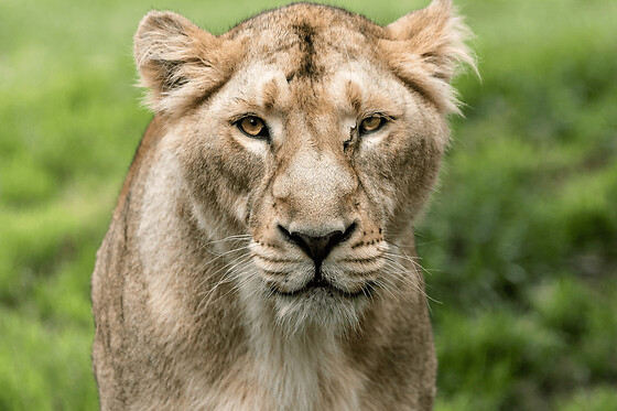 Billet pour le ZooParc de Trégomeur (22)