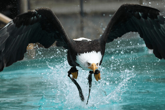 Billet pour l'Aquashow (29)