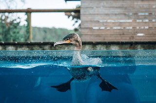 Billet pour l'Aquashow (29)