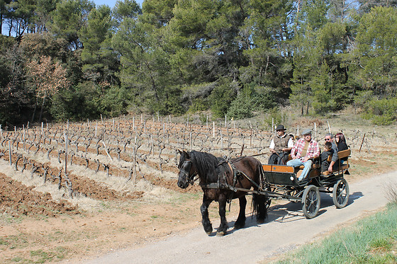 Atelier d'oenologie pour 2 chez les Vignerons du Mont Ventoux à Bedoin (84)