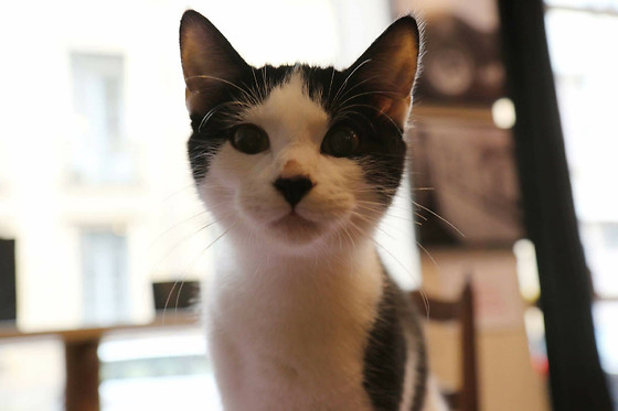 Le chat puccino - photo 9