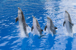 Marineland Hôtel