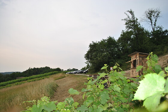 Vaingabond - photo 1