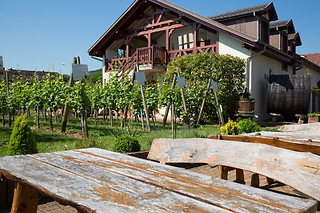 Dégustation en groupe au Domaine Pierre Adam à Ammerschwihr (68)