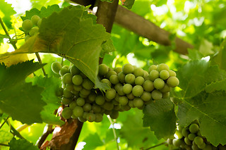 Séjour pour 2 - Le Clos Mazerolles à Cruzy (34)
