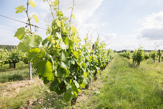 Atelier d'œnologie au Château Clos Mignon à Villeneuve-les-Bouloc (31)
