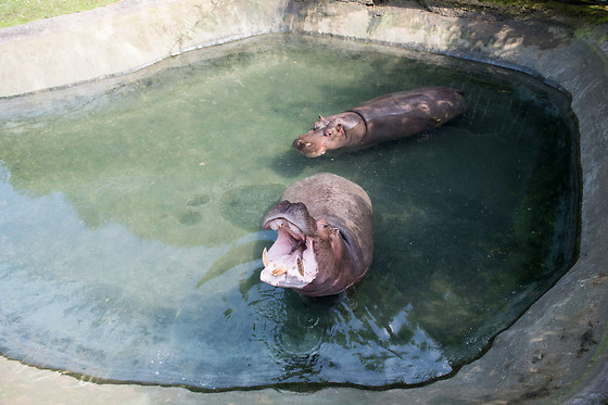 Entrée groupe au zoo - Parc zoologique de Maubeuge - Maubeuge (59)