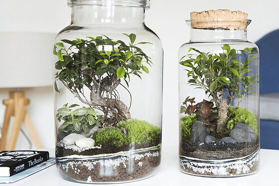 Atelier petit terrarium proche de Strasbourg (67)