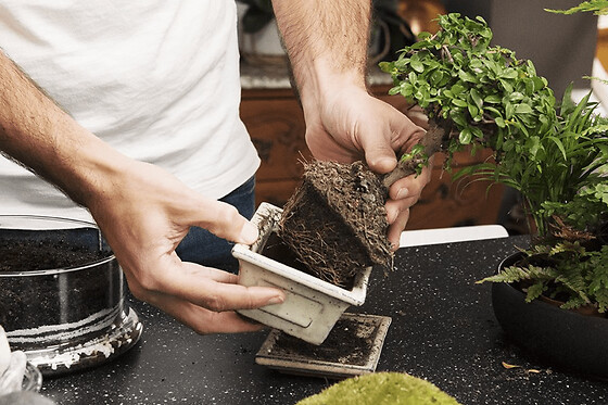 Atelier petit terrarium proche de Strasbourg (67)