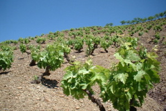 CELLERS BARONIA DEL MONTSANT - photo 0