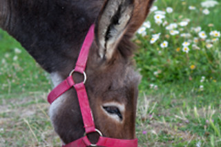 Deux nuits en cabane au Domaine du Bois Davy à Gennes Val de Loire ( 49).