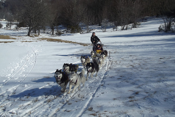 Jelet Mushing - photo 0