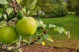 Les insolites d'Ardennes