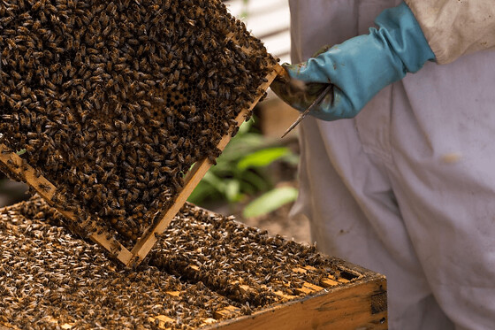 Journée Apiculture à Beaumes-de-Venise près d'Orange (84)