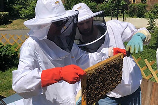 Journée Apiculture à Beaumes-de-Venise près d'Orange (84)