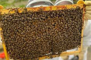 1/2 journée Apiculture à Beaumes-de-Venise près d'Orange (84)