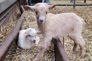Séjour en kota en famille à la Ferme de la Harnoterie à Beaumont-en-Argonne (08)