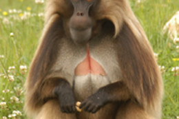 La Vallée des Singes