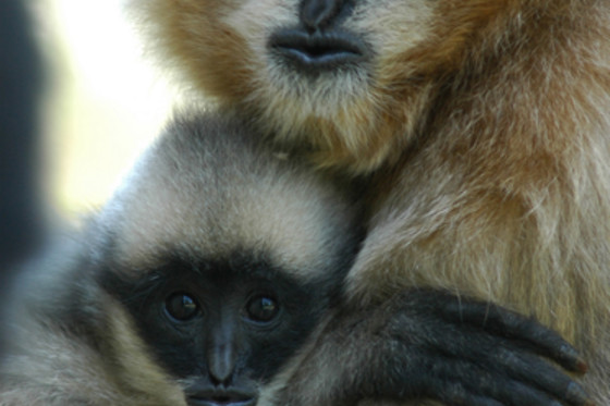 La Vallée des Singes - photo 2