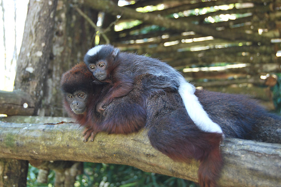 La Vallée des Singes - photo 5