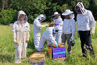 Demi-journée initiation à l'apiculture à Guigneville-sur-Essonne