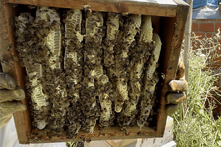 Stage journée apiculture à Blaye près de Bordeaux